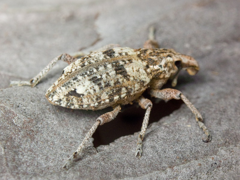 Coniocleonus hollbergii (Fåhraeus, 1842)